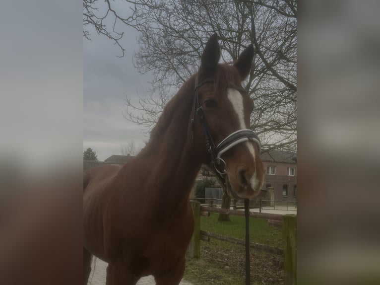 Westfale Stute 13 Jahre 175 cm Fuchs in T&#xF6;nisvorst