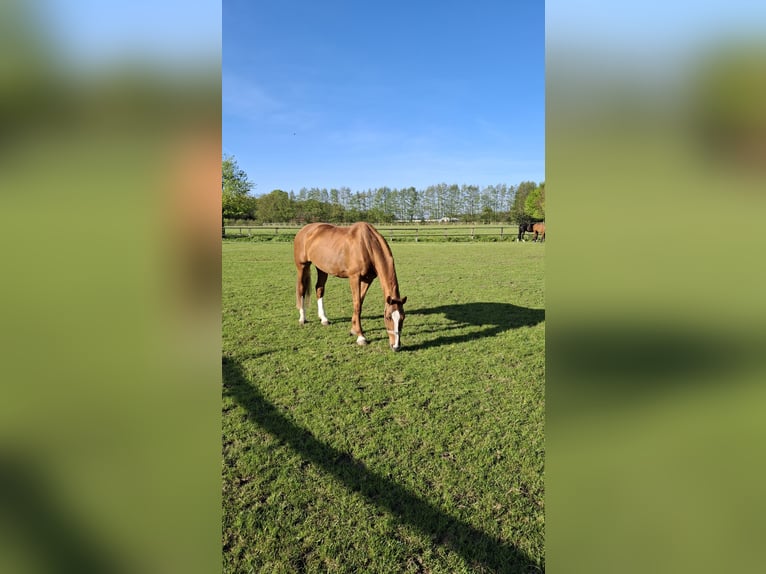 Westfale Stute 13 Jahre 178 cm Fuchs in Münster