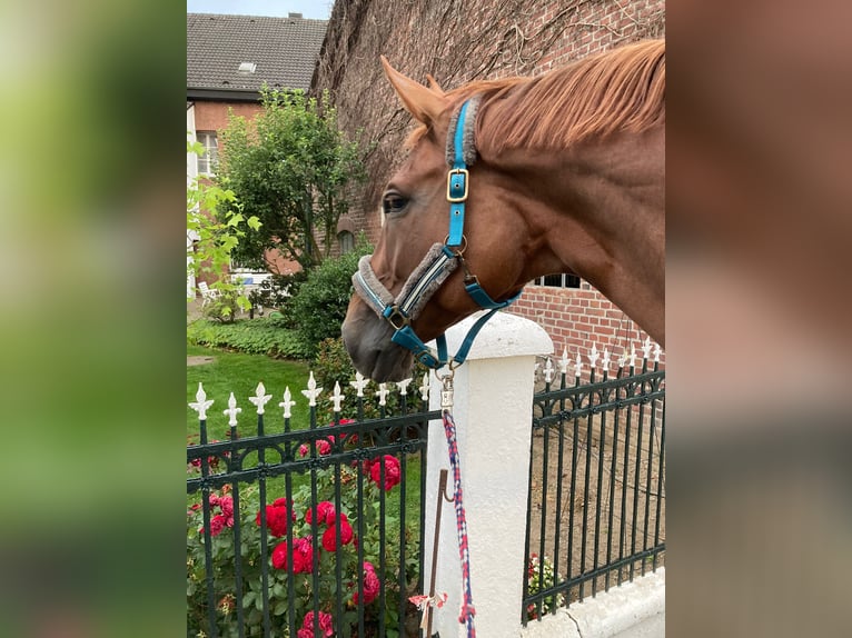 Westfale Stute 13 Jahre 178 cm Fuchs in Delitzsch