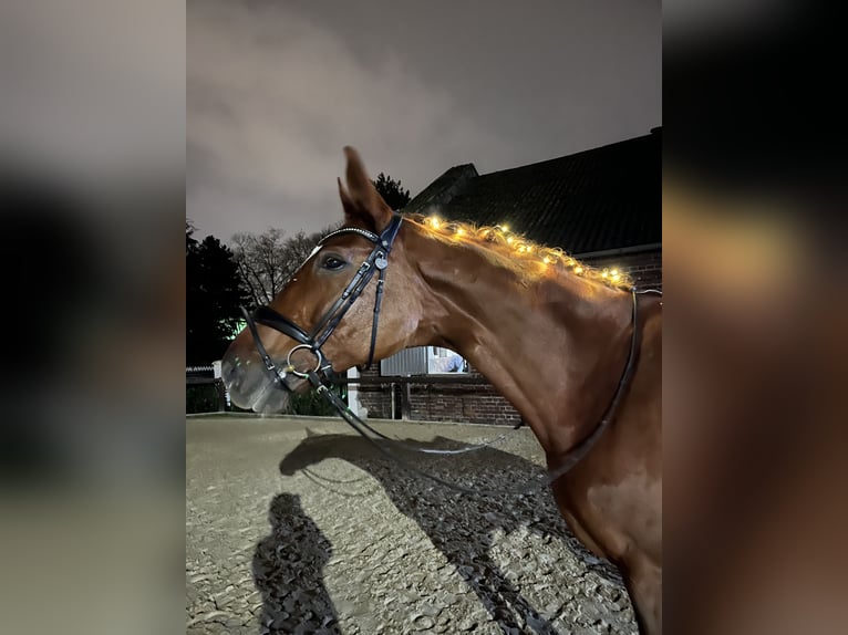 Westfale Stute 13 Jahre 178 cm Fuchs in Delitzsch