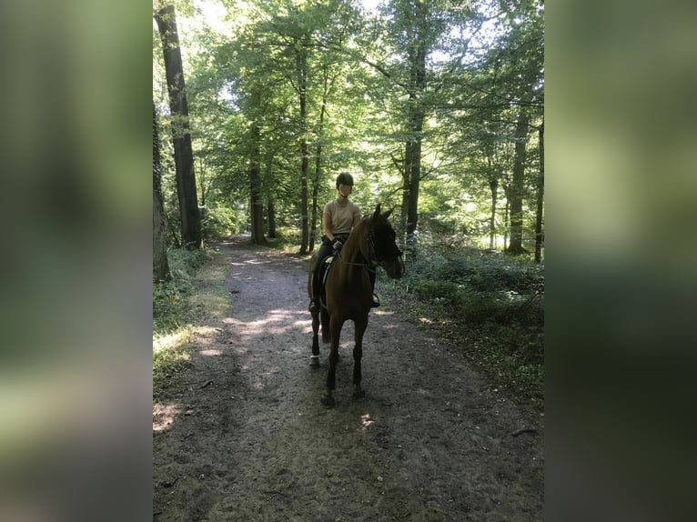 Westfale Stute 13 Jahre 178 cm Fuchs in Delitzsch