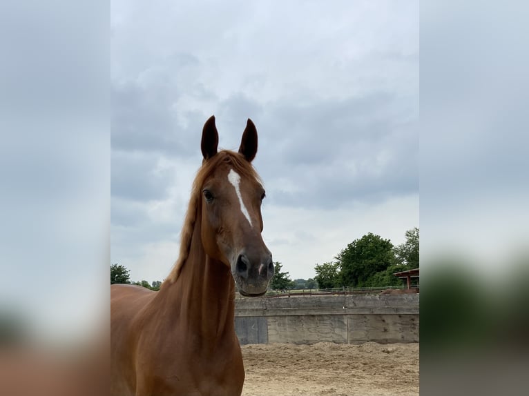 Westfale Stute 13 Jahre 178 cm Fuchs in Ratingen