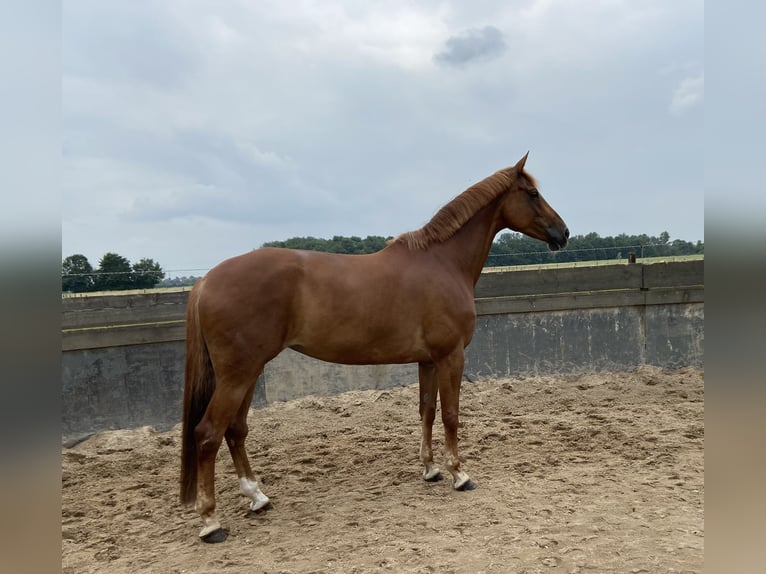 Westfale Stute 13 Jahre 178 cm Fuchs in Ratingen