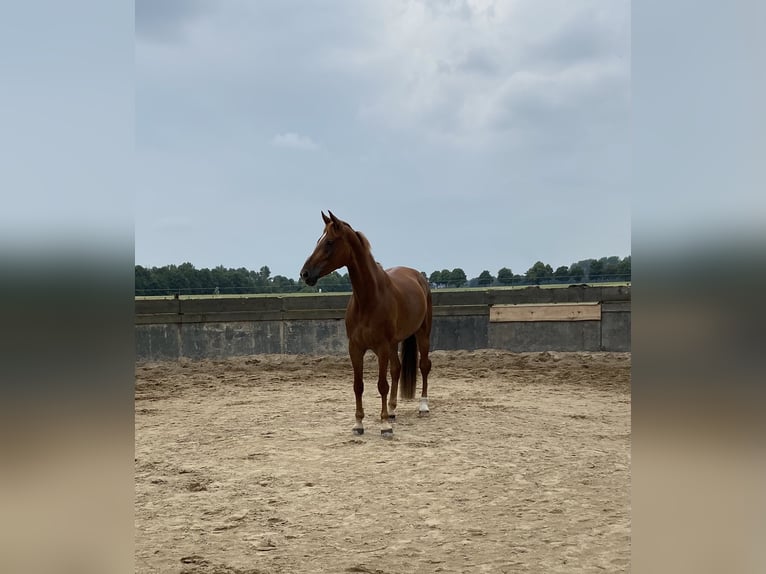 Westfale Stute 13 Jahre 178 cm Fuchs in Ratingen