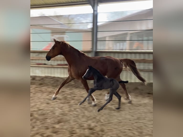 Westfale Stute 13 Jahre 178 cm Fuchs in Ratingen