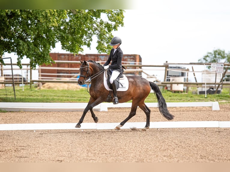 Westfale Stute 14 Jahre 148 cm Schwarzbrauner in Kelkheim (Taunus)