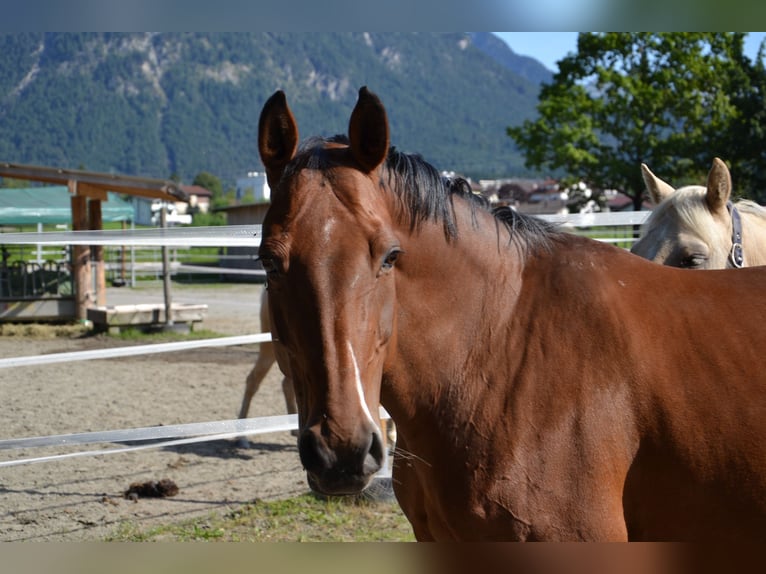 Westfale Stute 14 Jahre 155 cm Brauner in Reutte
