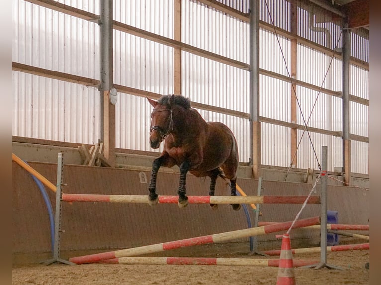 Westfale Stute 14 Jahre 159 cm Brauner in Reken