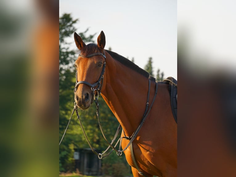 Westfale Stute 14 Jahre 159 cm Brauner in Reken