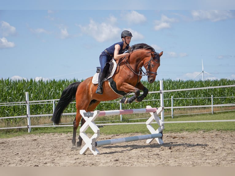 Westfale Stute 14 Jahre 159 cm Brauner in Reken