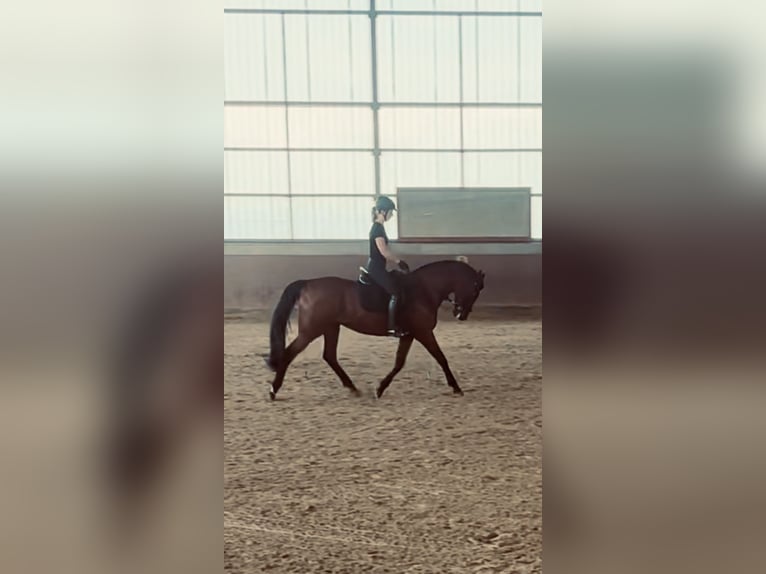 Westfale Stute 14 Jahre 159 cm Brauner in Reken