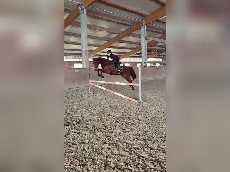 Westfale Stute 14 Jahre 159 cm Brauner in Reken
