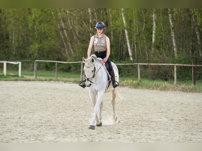 Westfale Stute 14 Jahre 160 cm Schimmel in Castrop-Rauxel