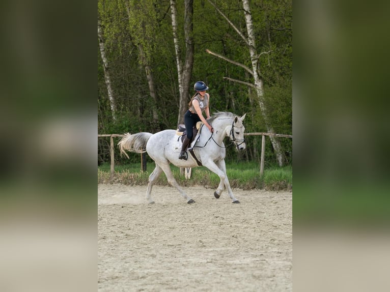 Westfale Stute 14 Jahre 160 cm Schimmel in Castrop-Rauxel