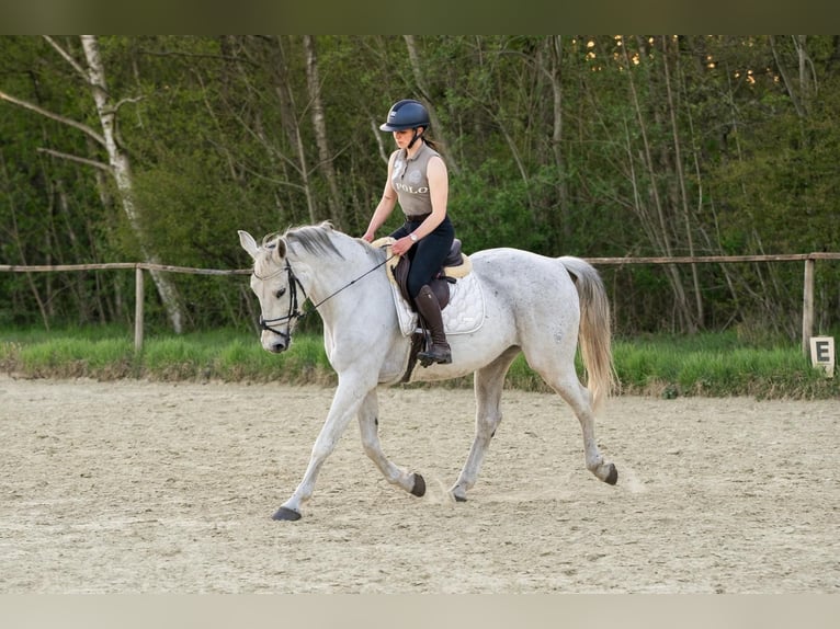 Westfale Stute 14 Jahre 160 cm Schimmel in Castrop-Rauxel