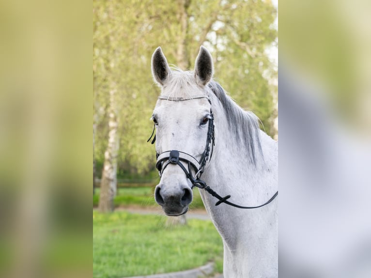 Westfale Stute 14 Jahre 160 cm Schimmel in Castrop-Rauxel