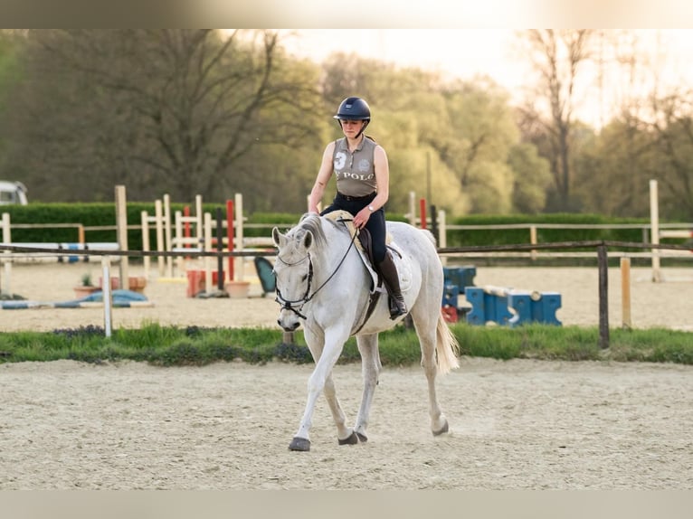 Westfale Stute 14 Jahre 160 cm Schimmel in Castrop-Rauxel