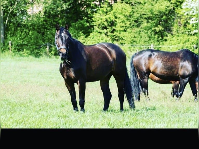 Westfale Stute 14 Jahre 162 cm  in WittenWitten