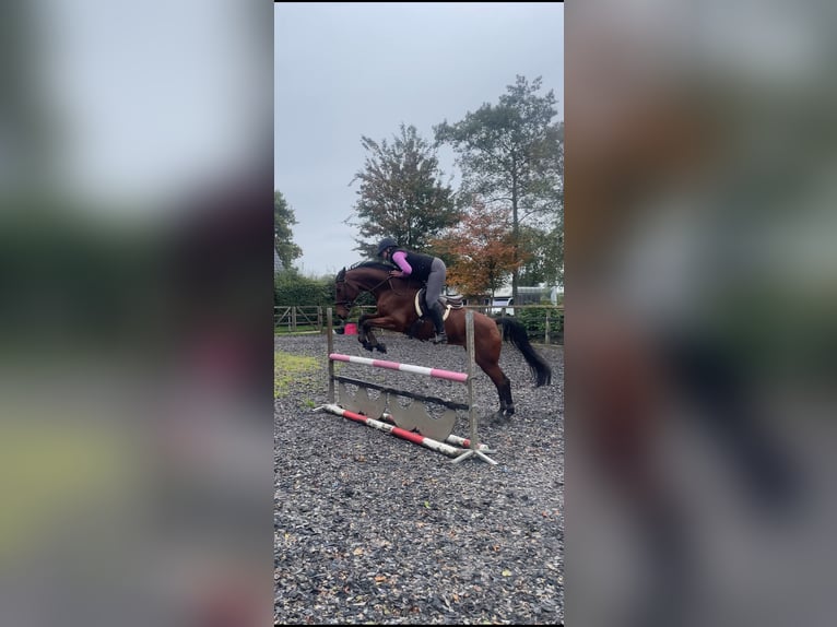 Westfale Stute 14 Jahre 163 cm Brauner in Nieuw-Balinge