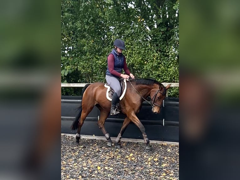 Westfale Stute 14 Jahre 163 cm Brauner in Nieuw-Balinge