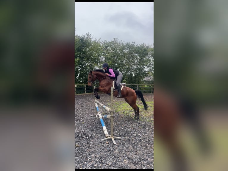 Westfale Stute 14 Jahre 163 cm Brauner in Nieuw-Balinge