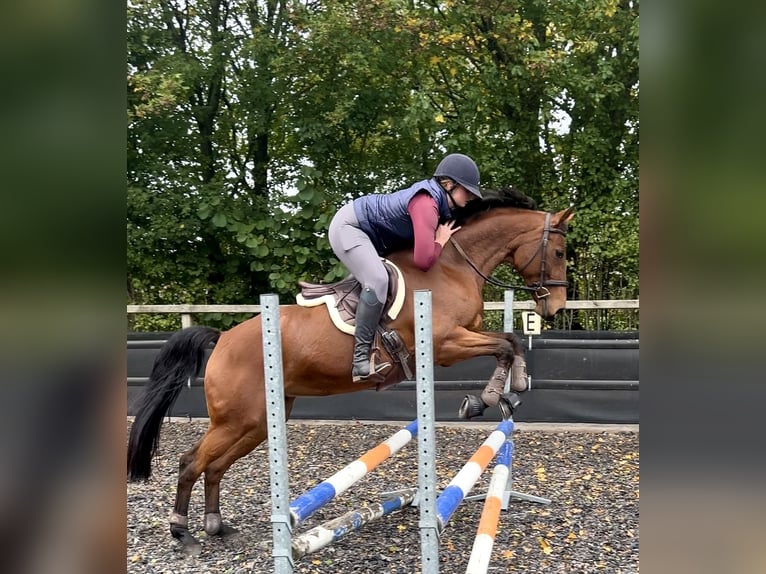 Westfale Stute 14 Jahre 163 cm Brauner in Nieuw-Balinge