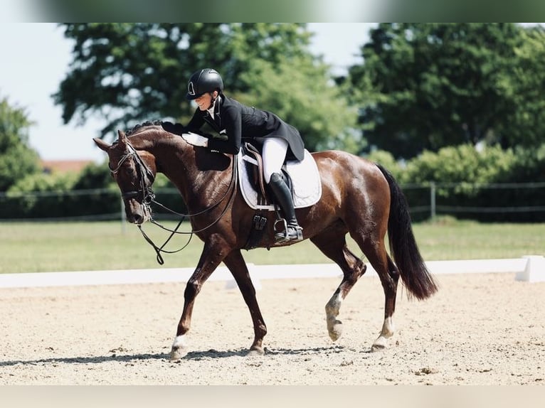 Westfale Stute 14 Jahre 163 cm Dunkelfuchs in Melle