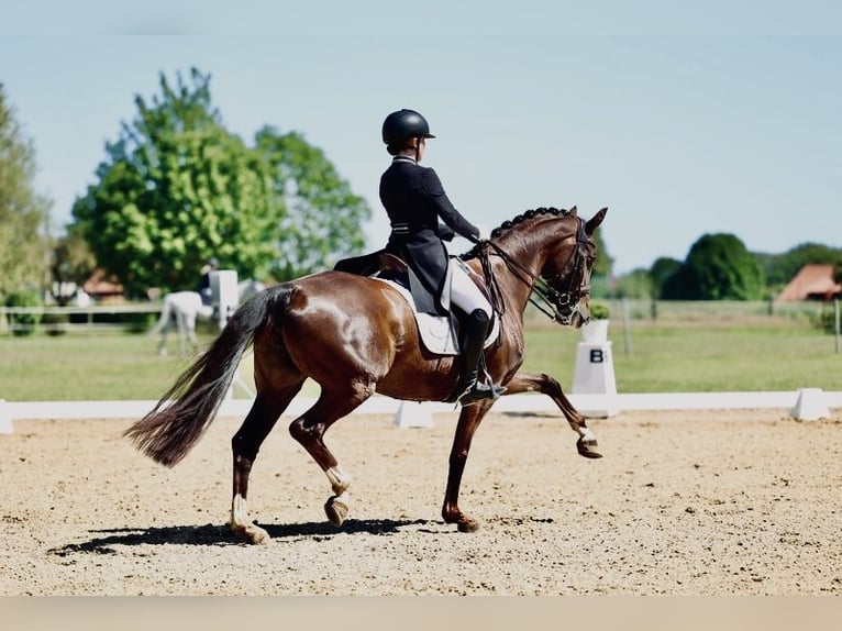 Westfale Stute 14 Jahre 163 cm Dunkelfuchs in Melle