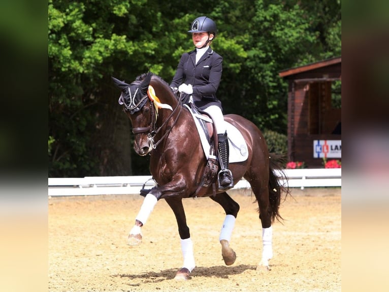 Westfale Stute 14 Jahre 163 cm Dunkelfuchs in Melle