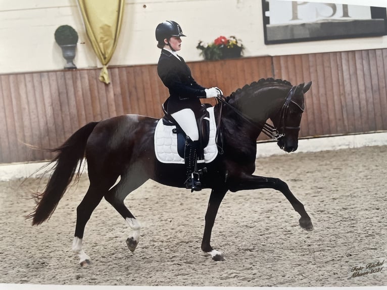 Westfale Stute 14 Jahre 163 cm Dunkelfuchs in Melle