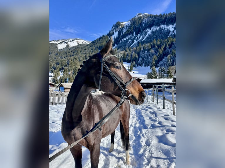 Westfale Stute 14 Jahre 165 cm Brauner in Nesselwängle