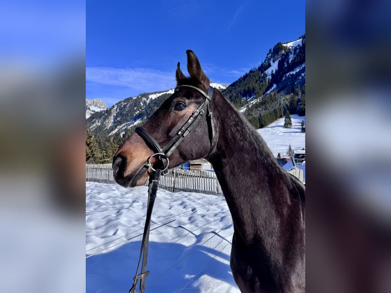 Westfale Stute 14 Jahre 165 cm Brauner in Nesselwängle