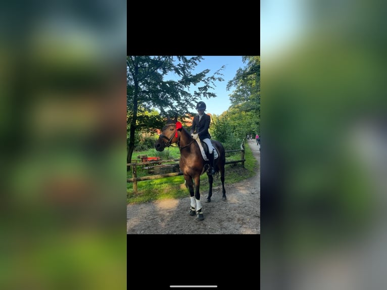 Westfale Stute 14 Jahre 165 cm Brauner in Detmold