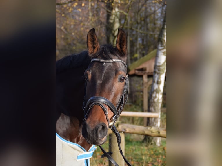 Westfale Stute 14 Jahre 165 cm Brauner in Detmold