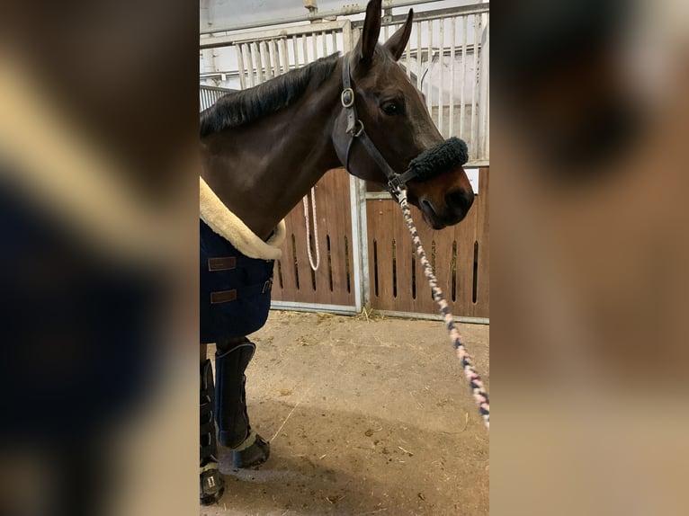 Westfale Stute 14 Jahre 165 cm Brauner in Detmold