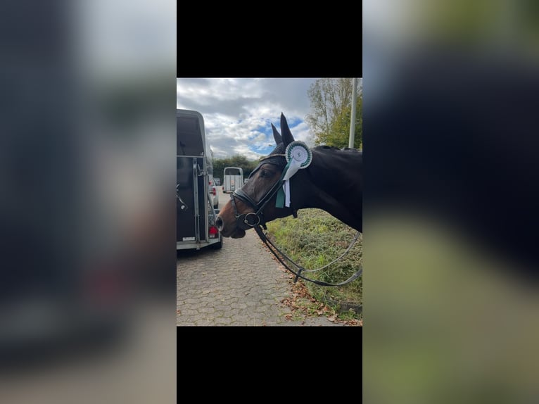Westfale Stute 14 Jahre 165 cm Brauner in Detmold