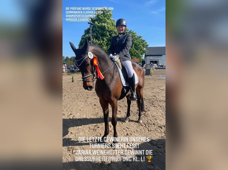 Westfale Stute 14 Jahre 165 cm Brauner in Detmold