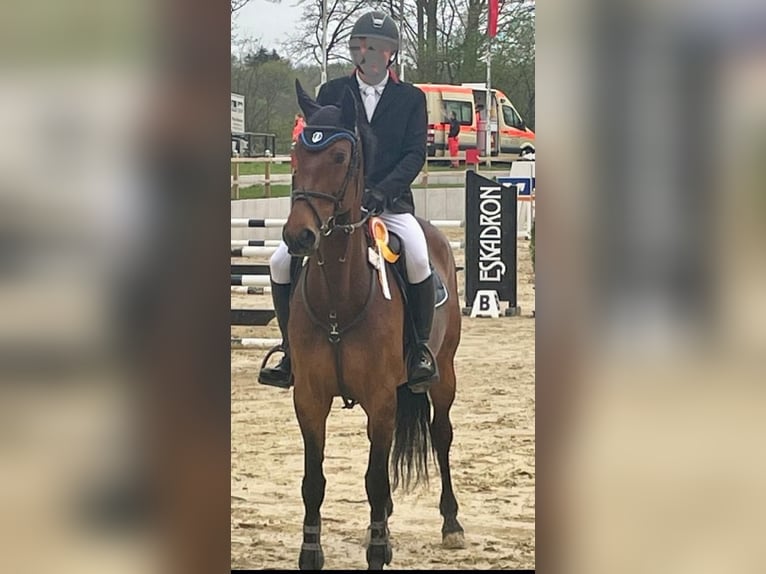 Westfale Stute 14 Jahre 165 cm Brauner in Minden