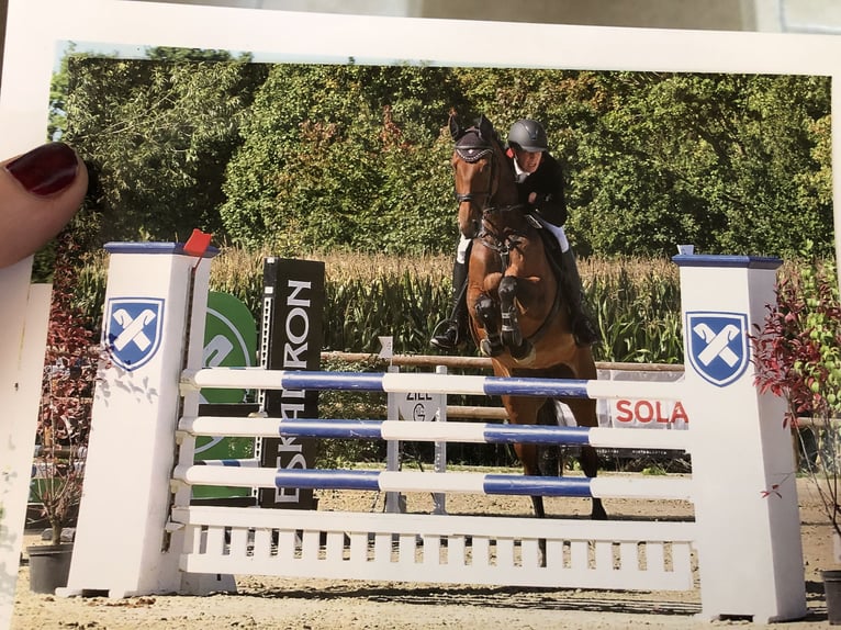 Westfale Stute 14 Jahre 165 cm Brauner in Minden