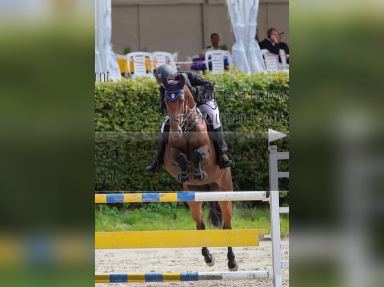 Westfale Stute 14 Jahre 165 cm Brauner in Minden
