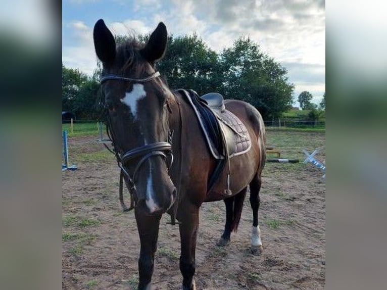Westfale Stute 14 Jahre 165 cm Dunkelbrauner in Rahden