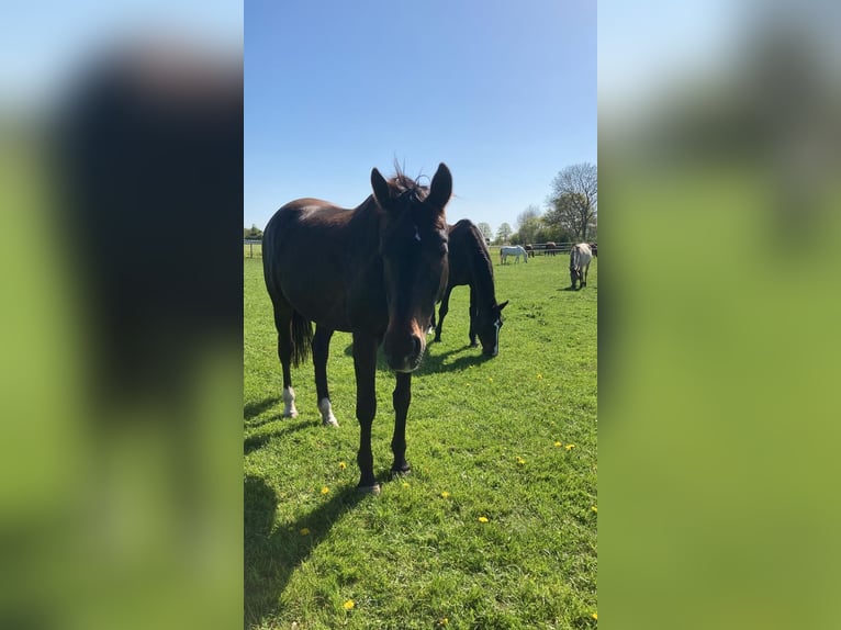 Westfale Stute 14 Jahre 165 cm Dunkelbrauner in Timmendorfer Strand Westfale Stute 14 Jahre 165 cm Dunkelbrauner in Timmendorfer Strand