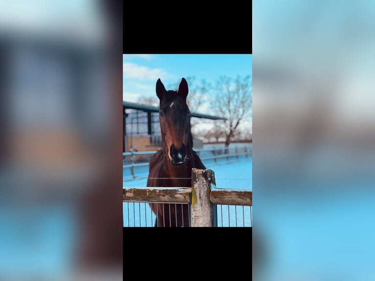 Westfale Stute 14 Jahre 166 cm Brauner in Warendorf