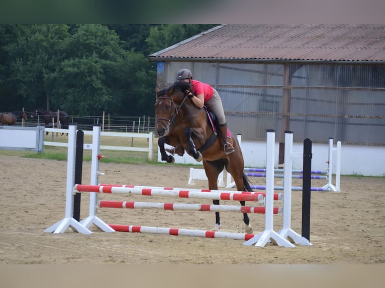 Westfale Stute 14 Jahre 166 cm Brauner in Warendorf