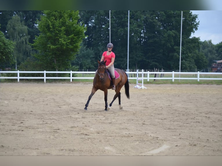 Westfale Stute 14 Jahre 166 cm Brauner in Warendorf