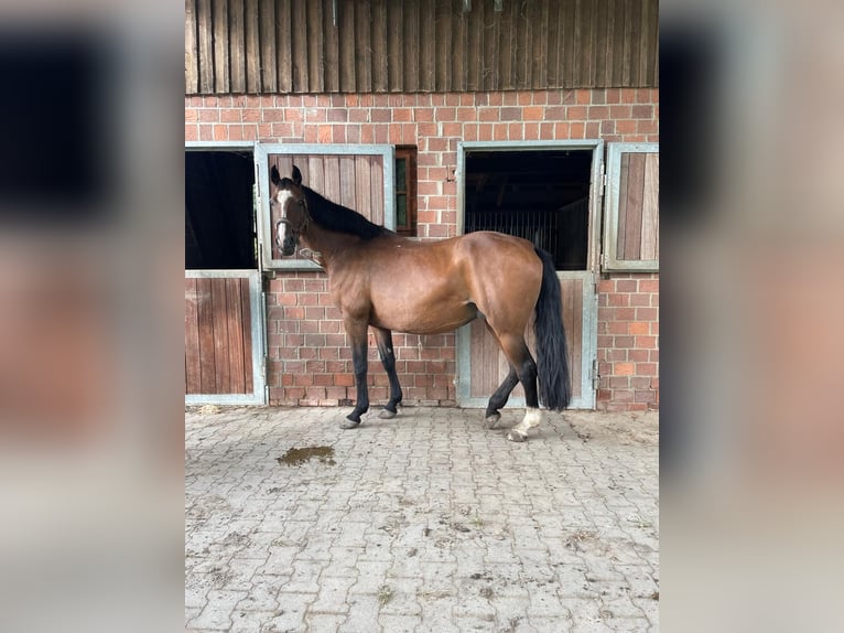 Westfale Stute 14 Jahre 167 cm Brauner in Heinsberg