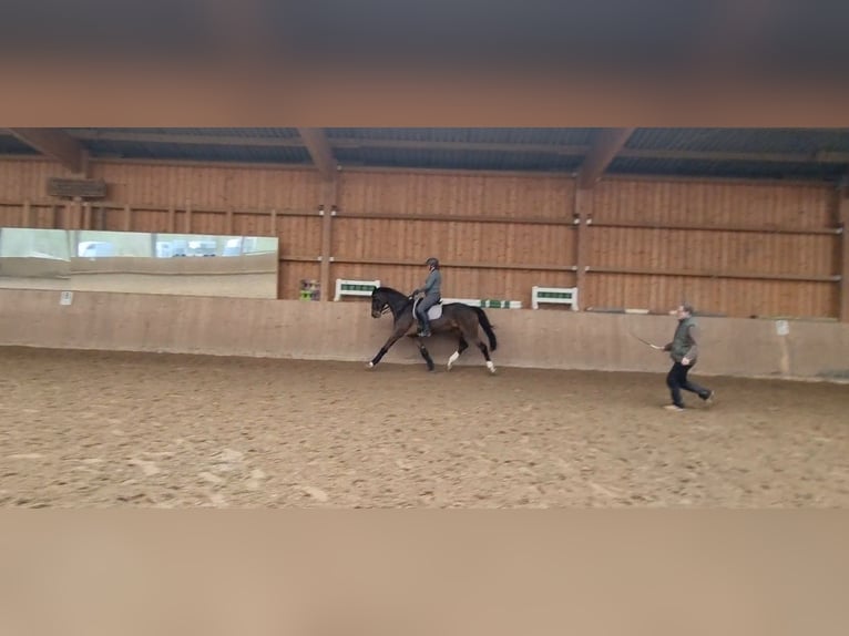 Westfale Stute 14 Jahre 167 cm Dunkelbrauner in Bad Driburg