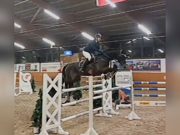 Westfale Stute 14 Jahre 167 cm Dunkelbrauner in Bad Driburg