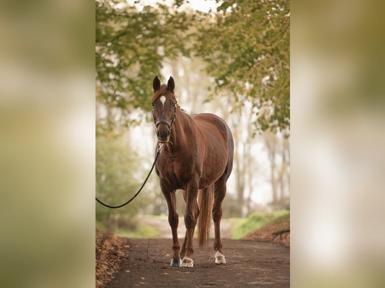 Westfale Stute 14 Jahre 167 cm Fuchs in Schwerte