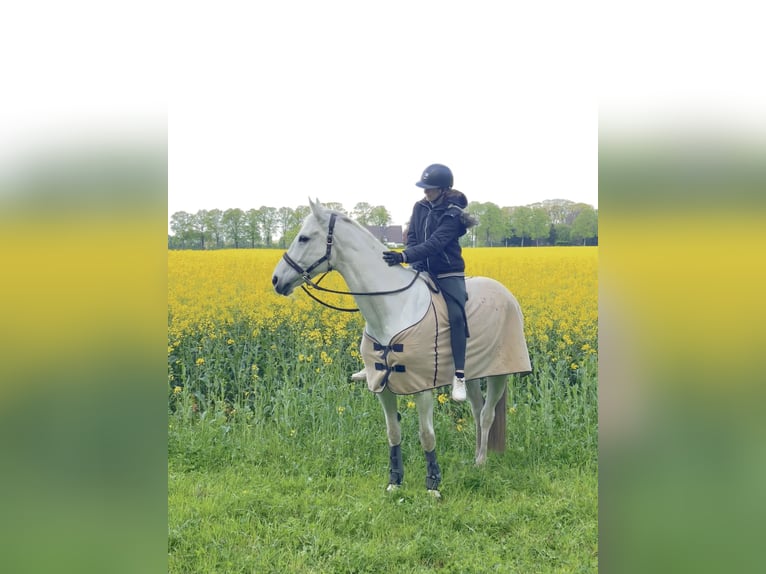 Westfale Stute 14 Jahre 167 cm Schimmel in Bad EssenBad Essen